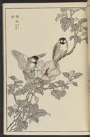 ku-speccoll:13417-17