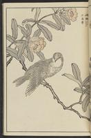 ku-speccoll:13417-21