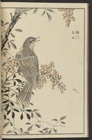 ku-speccoll:13417-22