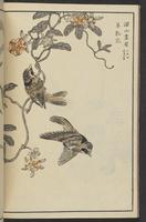 ku-speccoll:13417-24