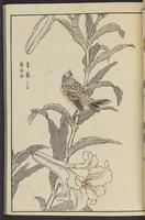 ku-speccoll:13417-25