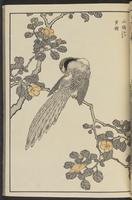 ku-speccoll:13417-27