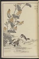 ku-speccoll:13417-29