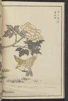 ku-speccoll:13417-30