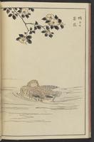 ku-speccoll:13417-32