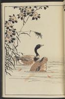 ku-speccoll:13417-33