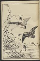 ku-speccoll:13417-35