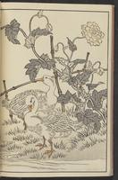 ku-speccoll:13417-36