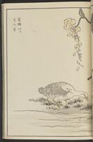 ku-speccoll:13417-37