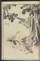 ku-speccoll:13417-39