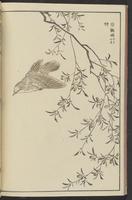 ku-speccoll:13417-40