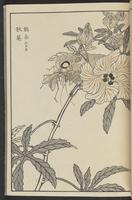 ku-speccoll:13417-41