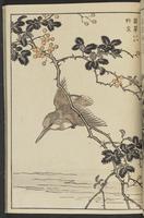 ku-speccoll:13417-43