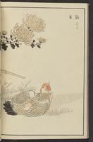 ku-speccoll:13417-44