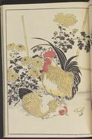 ku-speccoll:13417-45