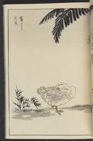 ku-speccoll:13417-47