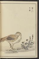 ku-speccoll:13417-48