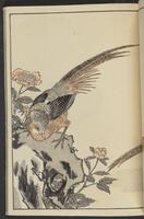 ku-speccoll:13417-49