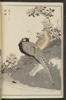 ku-speccoll:13417-50