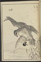 ku-speccoll:13417-51