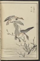 ku-speccoll:13417-52