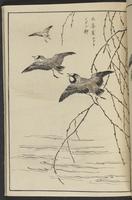 ku-speccoll:13417-53