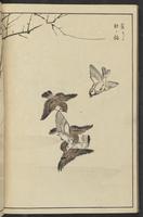 ku-speccoll:13417-54