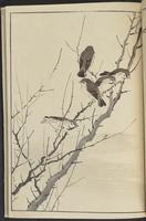 ku-speccoll:13417-55