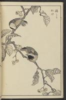 ku-speccoll:13417-56