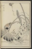 ku-speccoll:13417-58