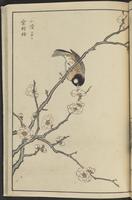 ku-speccoll:13417-59