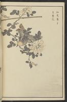 ku-speccoll:13417-60