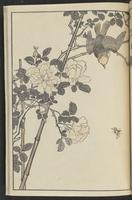 ku-speccoll:13417-61