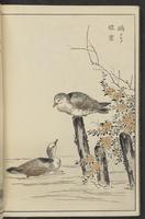 ku-speccoll:13417-62