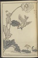 ku-speccoll:13417-63