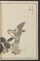 ku-speccoll:13417-64