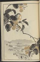 ku-speccoll:13417-65