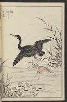 ku-speccoll:13417-66