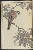 ku-speccoll:13417-67