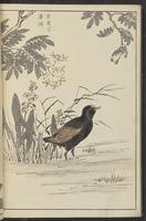 ku-speccoll:13417-70