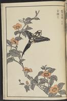 ku-speccoll:13417-71