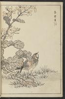 ku-speccoll:13417-72