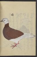 ku-speccoll:13492-10