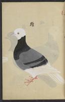 ku-speccoll:13492-11