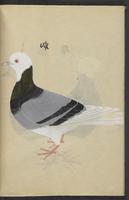 ku-speccoll:13492-12