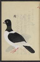 ku-speccoll:13492-13