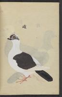 ku-speccoll:13492-14