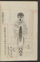 ku-speccoll:13545-16