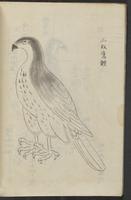 ku-speccoll:13545-22