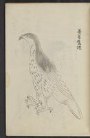 ku-speccoll:13545-23